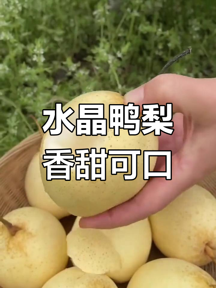 河北水晶鸭梨,甜美多汁,清脆口感