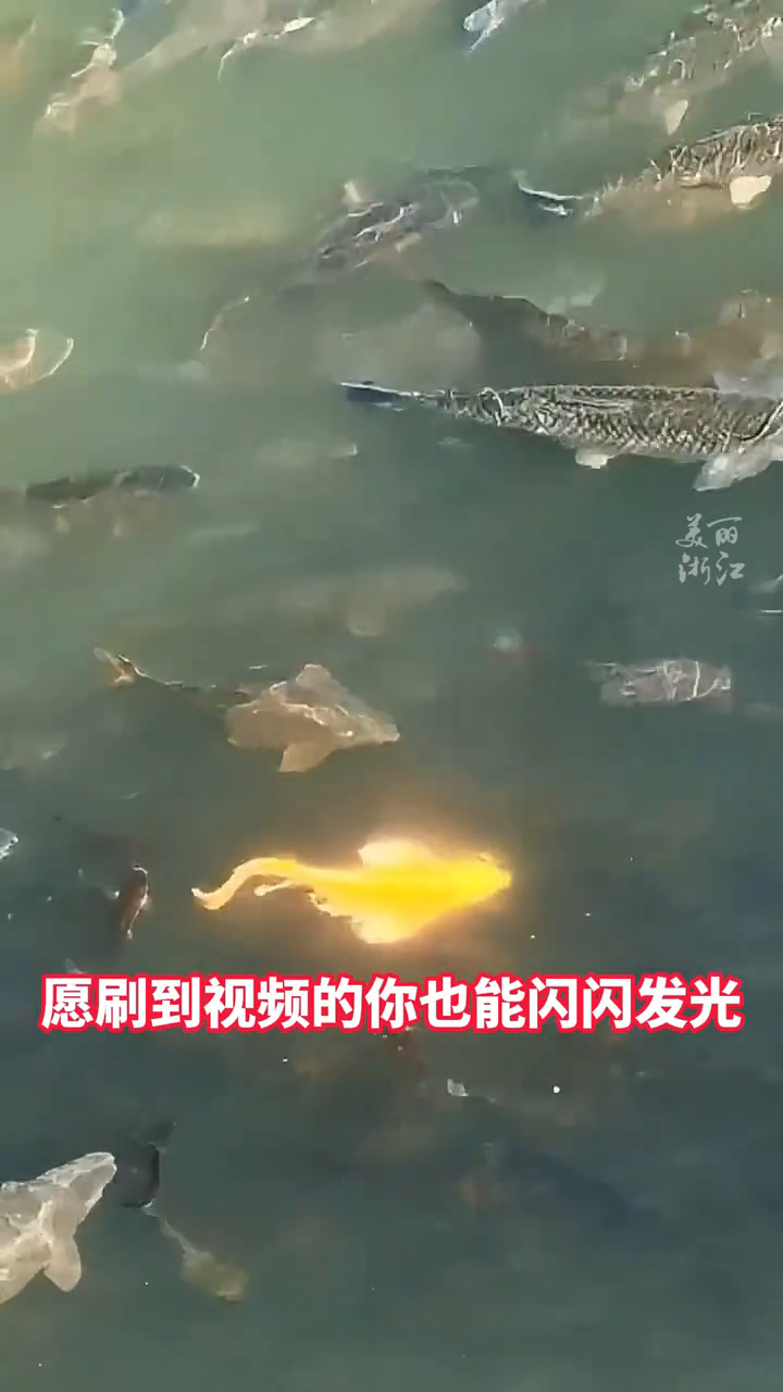 一条金色锦鲤现身三江口,愿刷到视频的你也能闪闪发光!