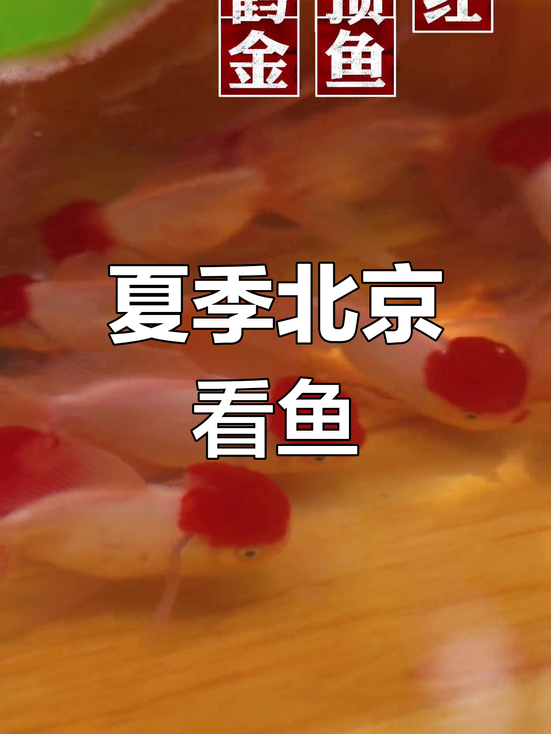 北京海洋馆:夏日鱼群大集合