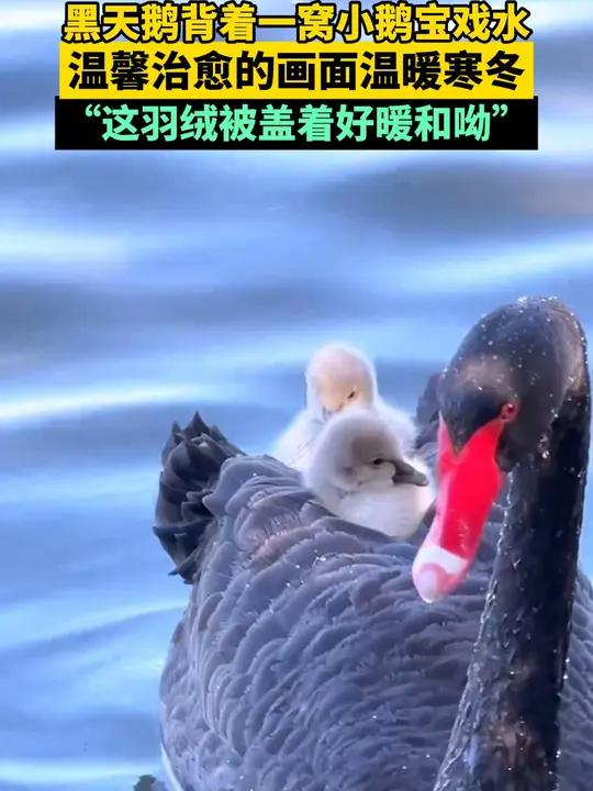 黑天鹅背着一窝小鹅宝戏水,温馨治愈的画面温暖网友。“这羽绒被盖着好暖和呦”。来源:爱蝴蝶