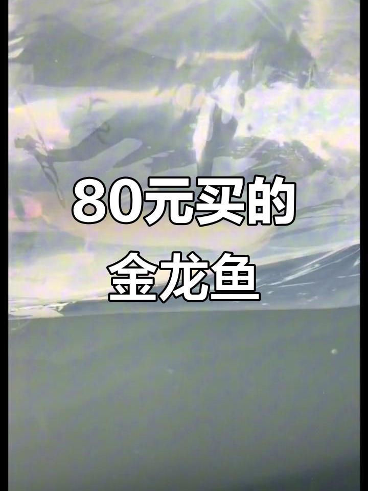 80元买金龙鱼,品相如何?蝴蝶鲤与苗子到货拆包