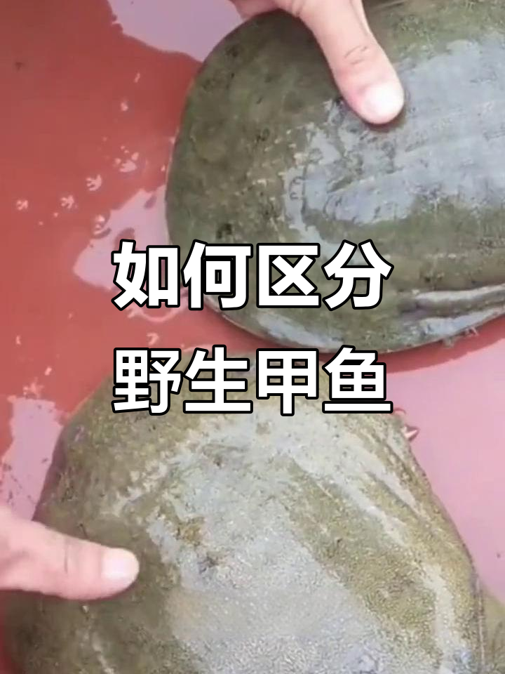 野生甲鱼与养殖甲鱼的辨别技巧,看指甲和背部光泽就能分辨