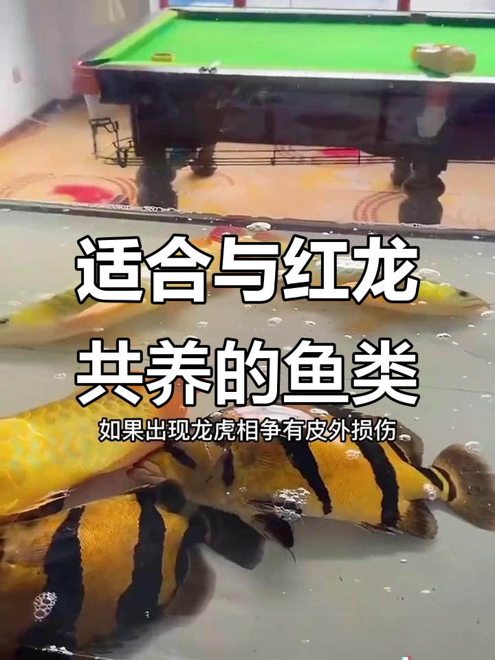 红龙鱼混养推荐：四种最佳配搭
