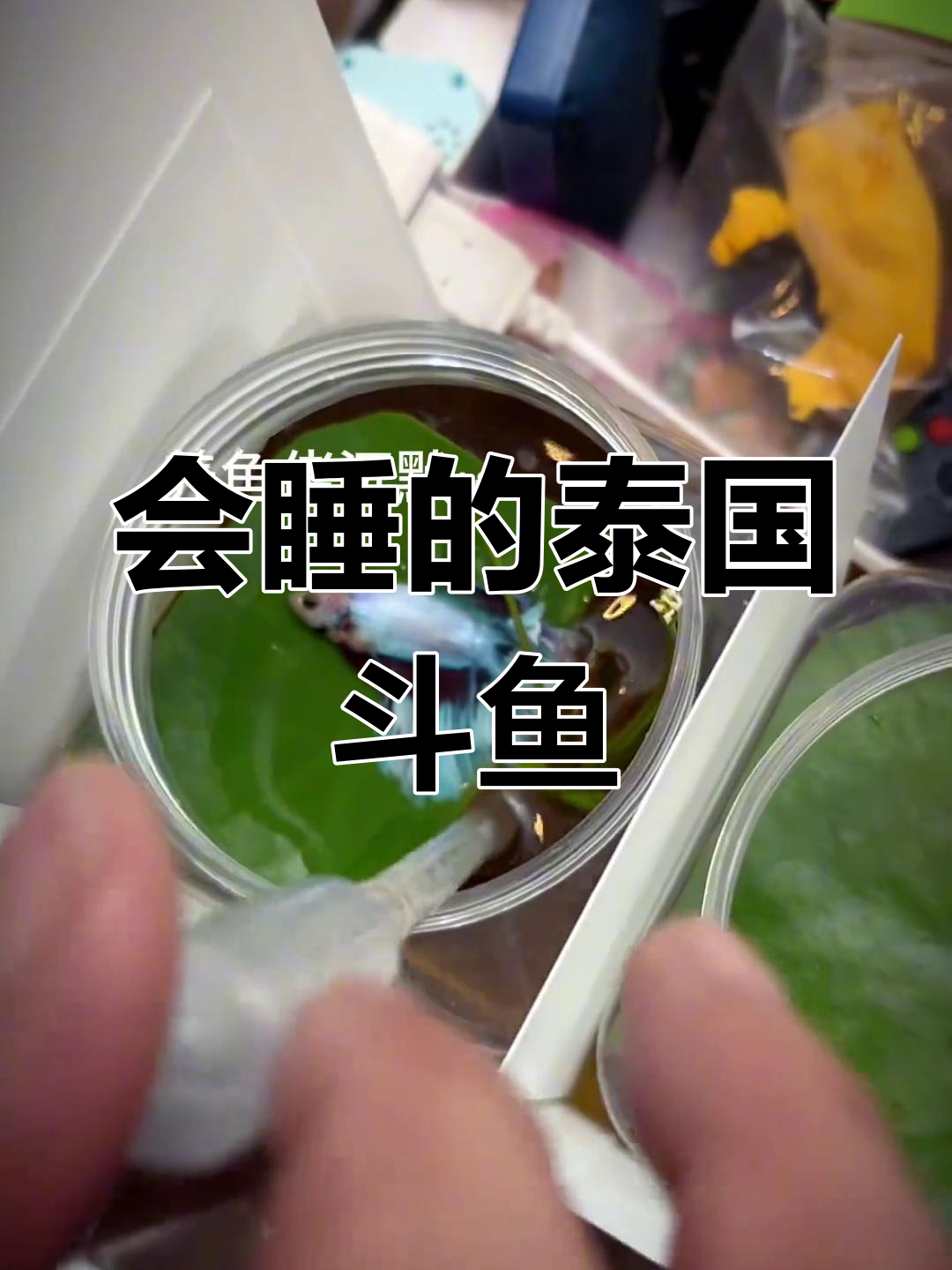 泰国斗鱼竟然会躺着睡觉,吓坏了养鱼人