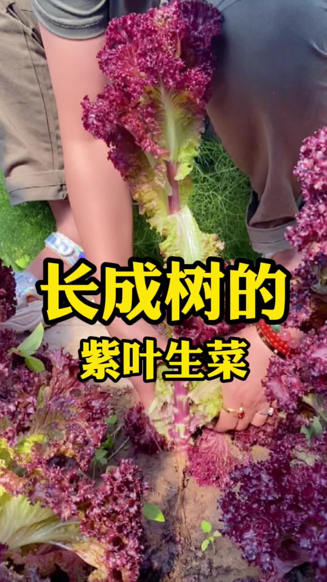 这是一颗能长成小树的紫叶生菜