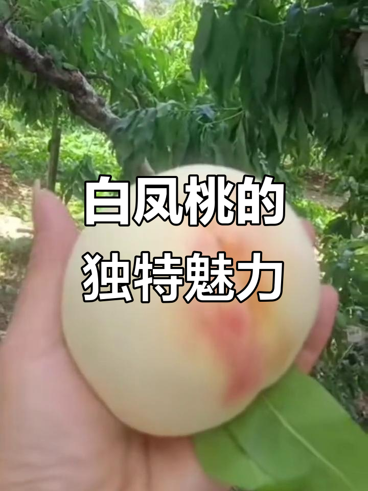 阳山白凤桃:青红口感一样,三分之一的红才是成熟标志