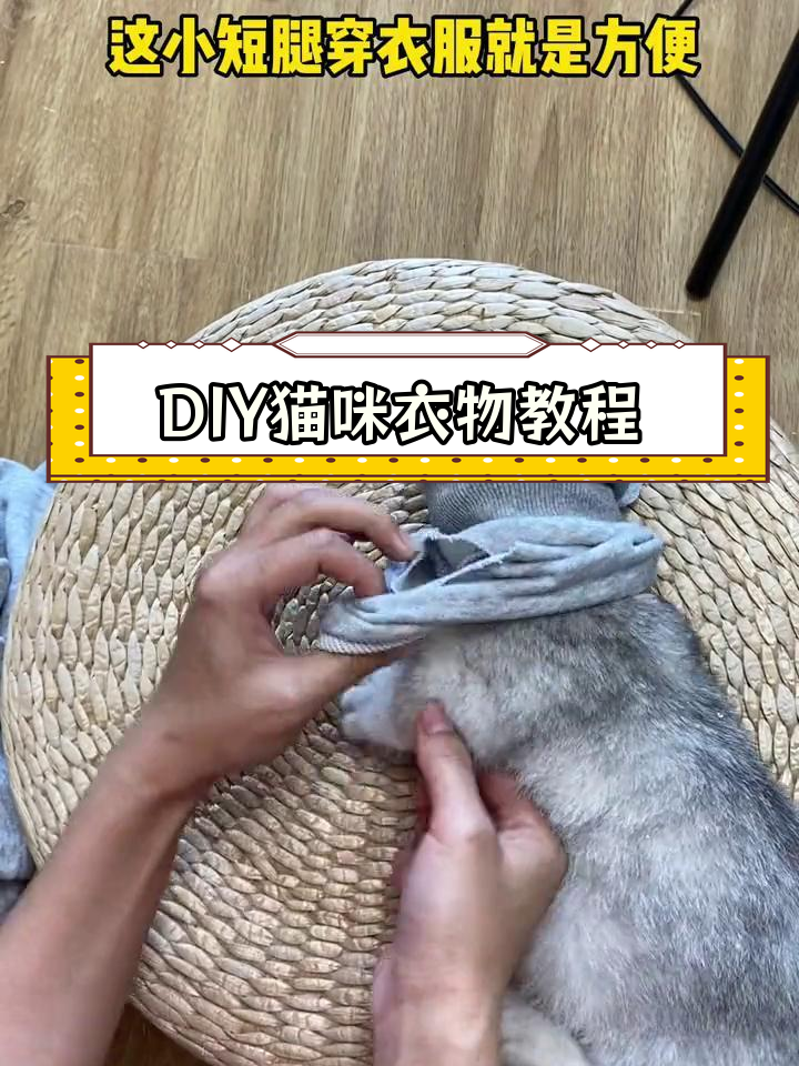 轻松自制猫咪衣服,保暖又可爱