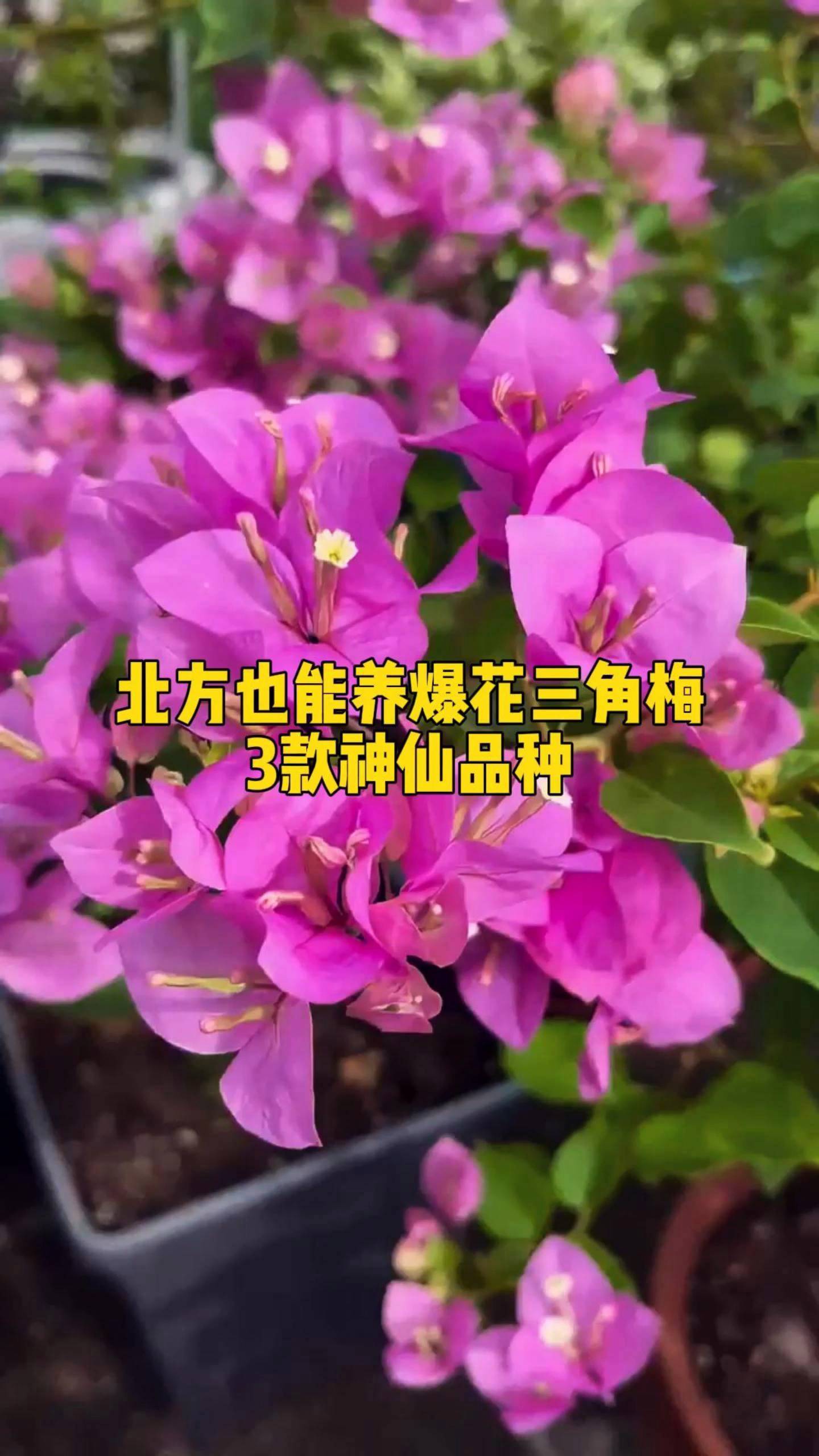 北方也能养爆花的三角梅,3款神仙品种等你来养!
