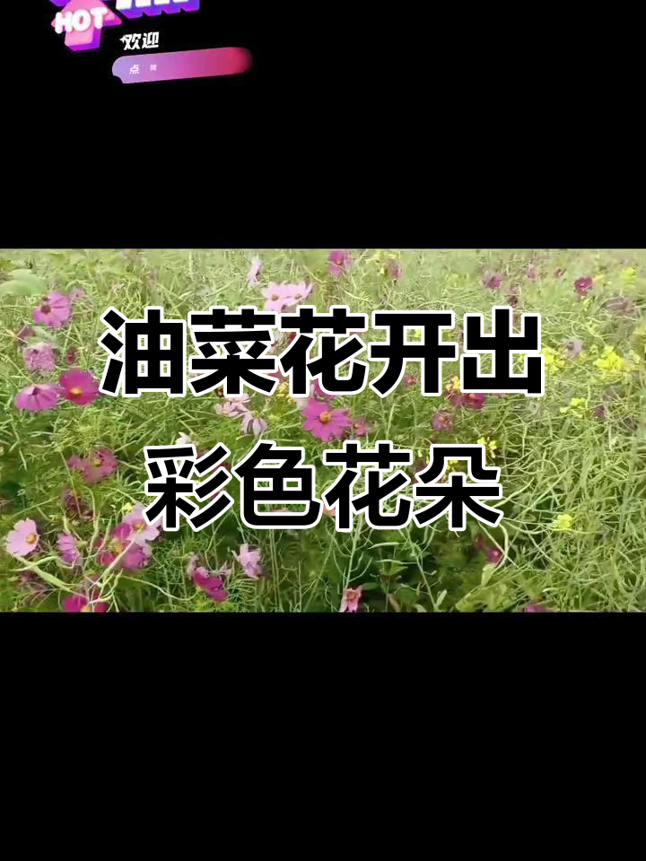彩色的油菜花,竟然是这样培育的!