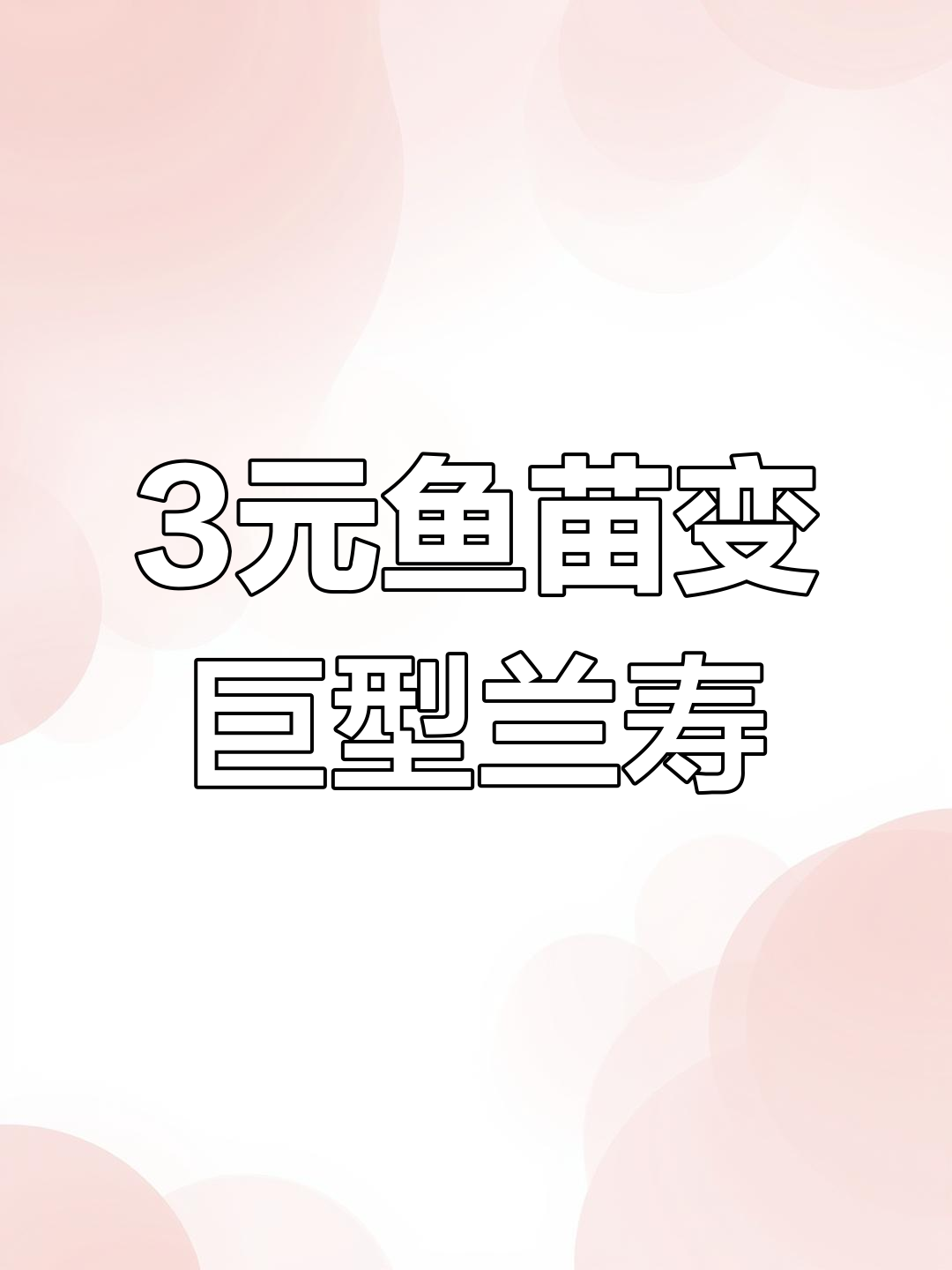从3块钱鱼苗到巨型兰寿,成长全过程大揭秘
