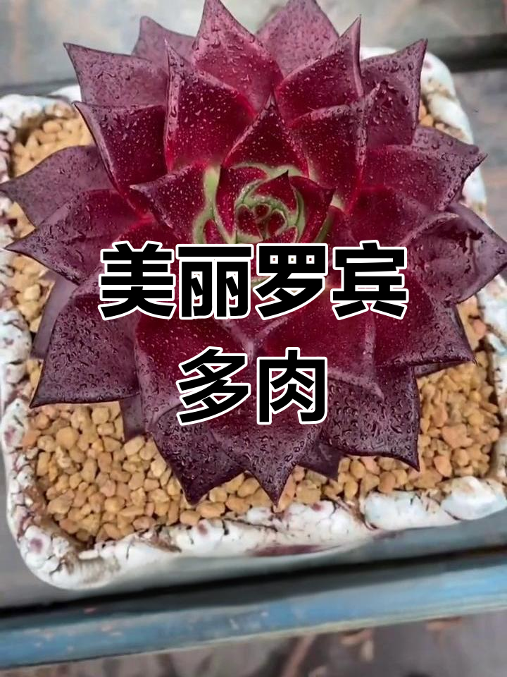 罗宾多肉:景天科中型品种,秋冬变红更美