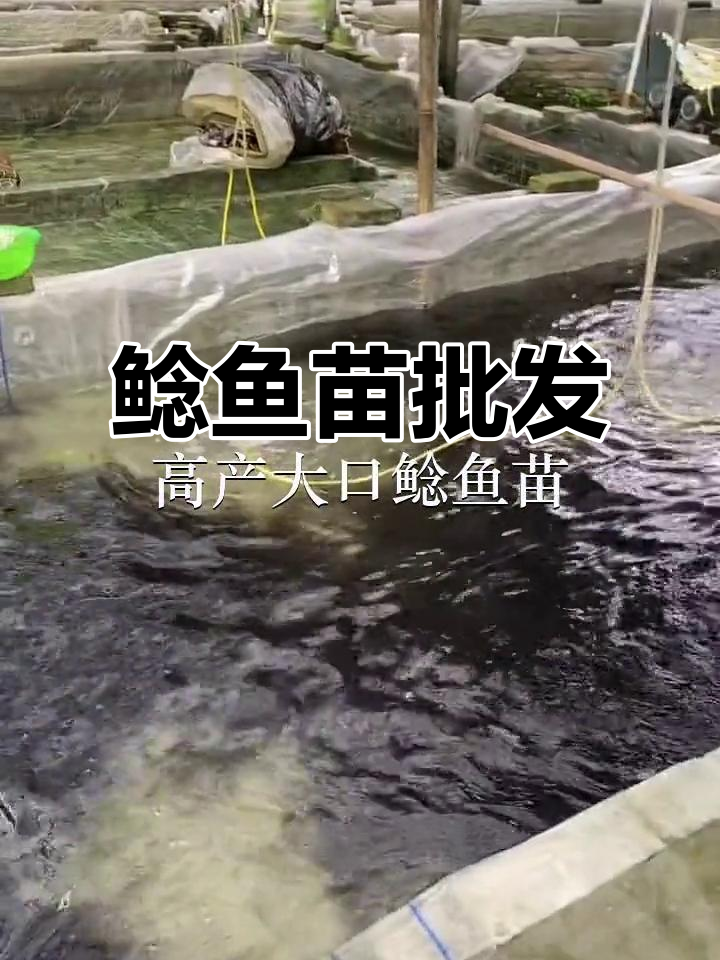 优质鲶鱼苗供应,批发直送深圳、惠州及周边地区