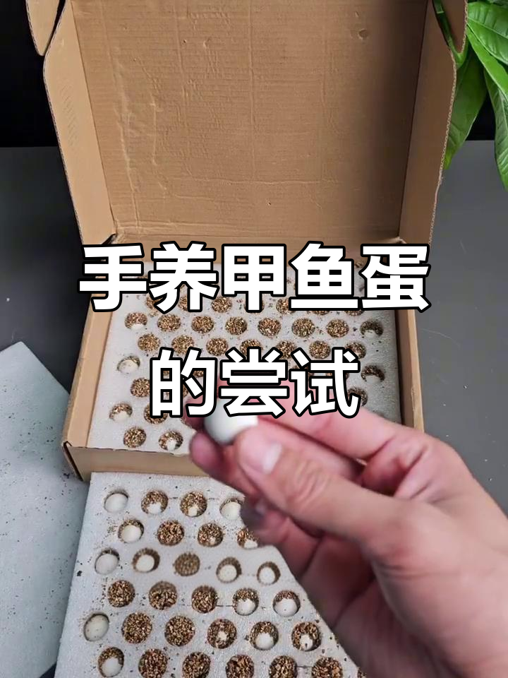 挑战手养甲鱼蛋,看看能不能孵化出小鳖崽子