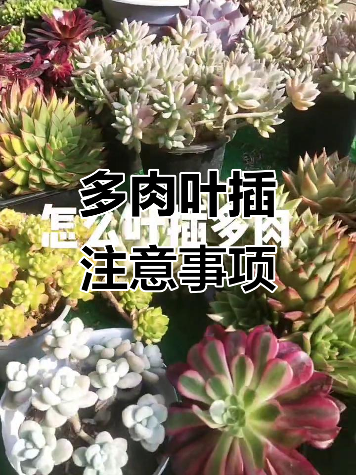 多肉叶插技巧：如何避免叶片腐烂，正确扦插让小芽萌发