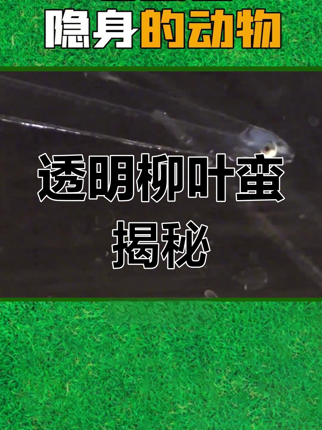 柳叶鳗:全身透明的隐身鱼,如何做到的?