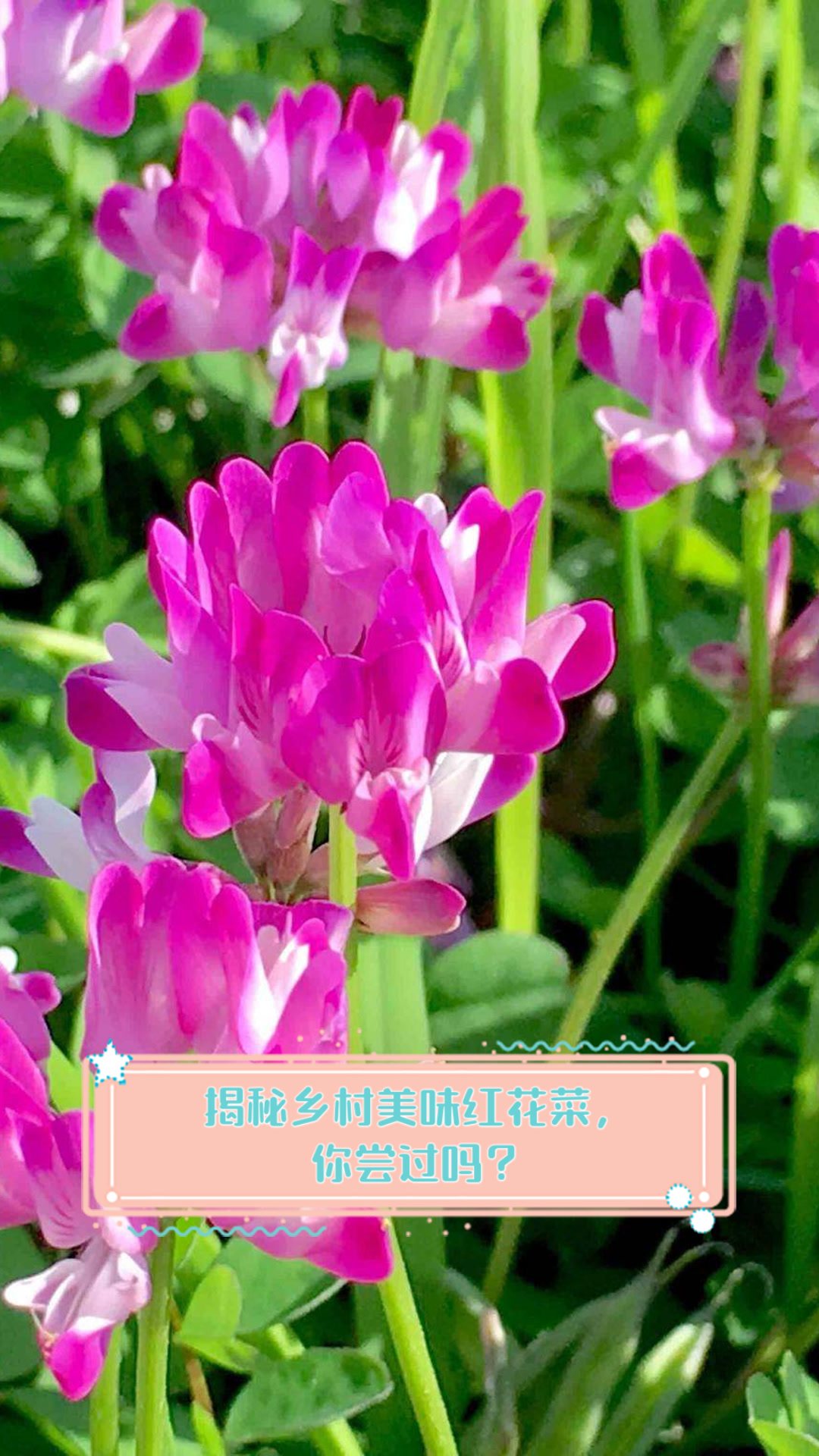 揭秘乡村美味红花菜,你尝过吗?