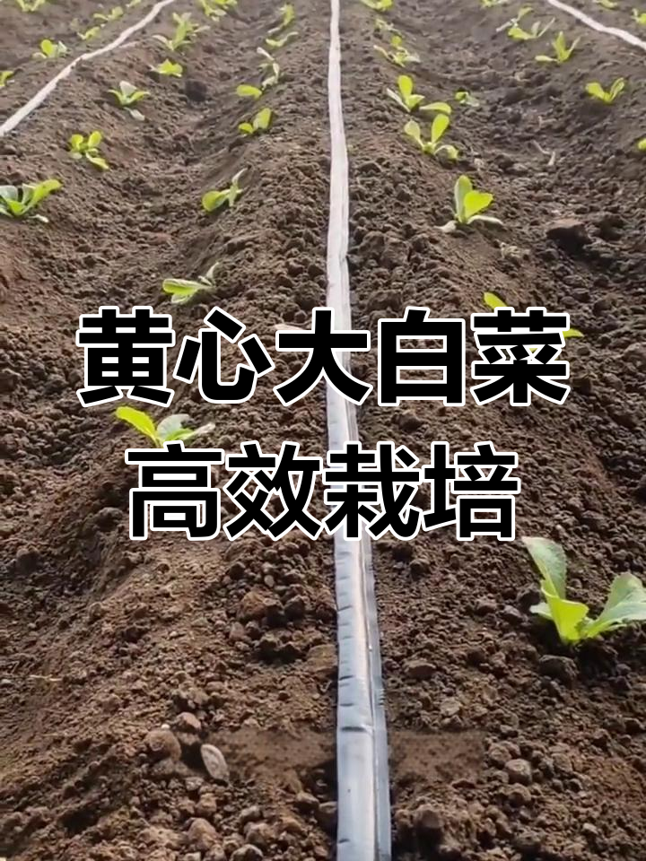 黄心大白菜种植技巧:起垄、滴灌与病害防治全攻略