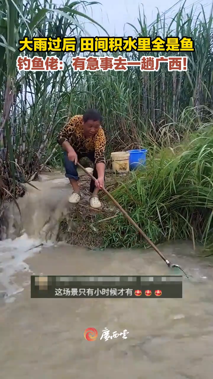 大雨过后，田间积水里全是鱼！钓鱼佬：有急事去一趟广西！
