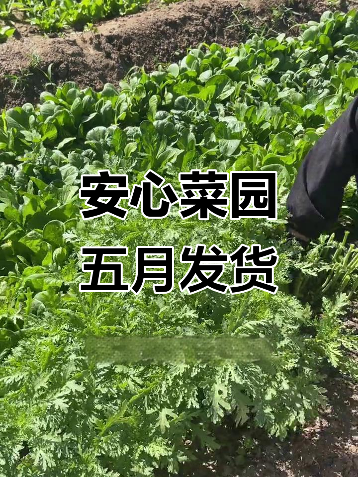 五月菜园丰收,新鲜蔬菜送上门!
