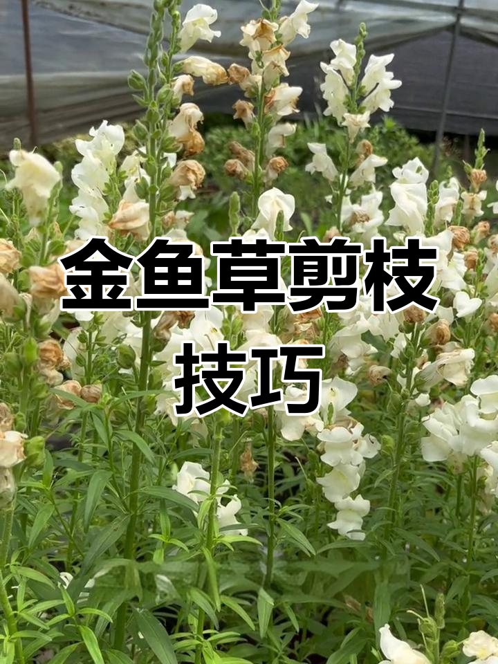 金鱼草花败后如何修剪?