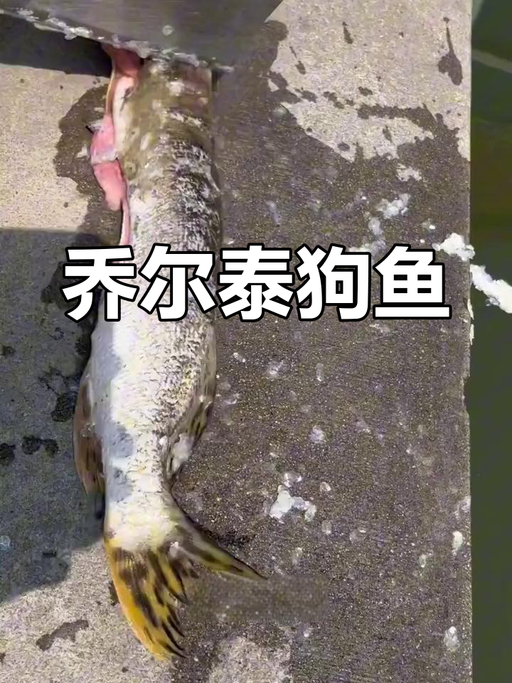 阿勒泰白斑狗鱼:冷水中的美味珍品