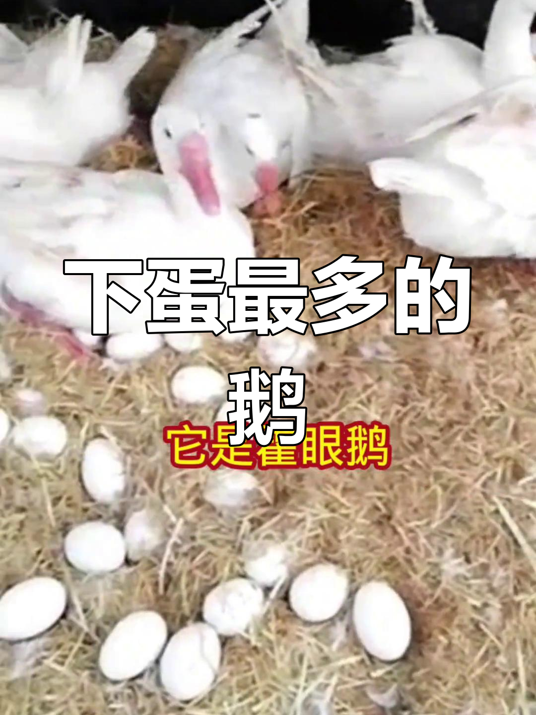 鹅界最能下蛋的品种,你养过吗?