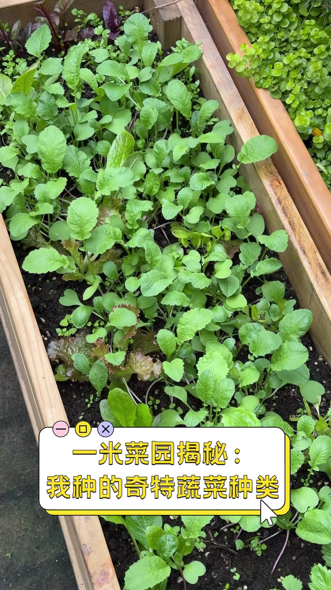 一米菜园揭秘:我种的奇特蔬菜种类