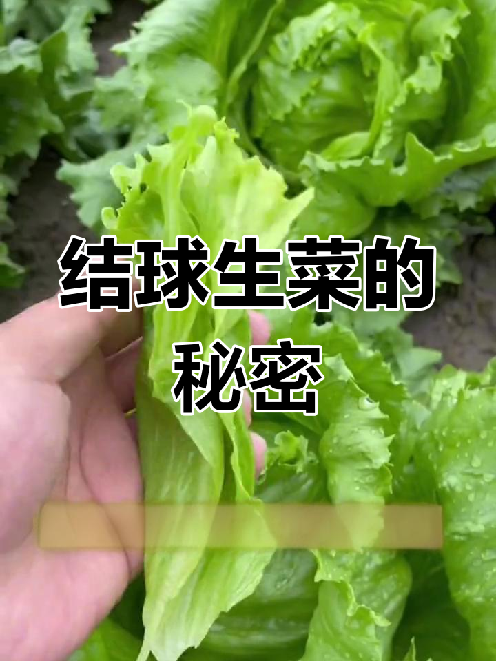 结球生菜,火锅沙拉必备!种植简单又美味