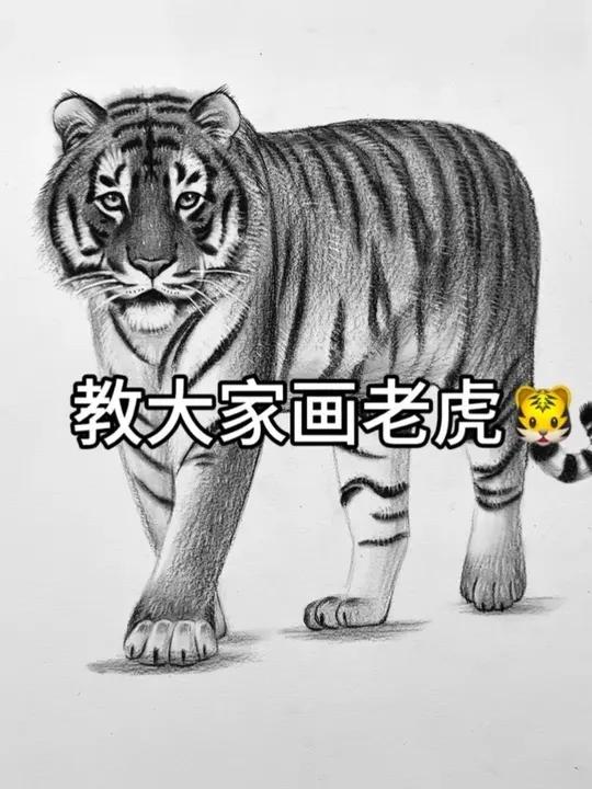 零基础素描！教大家画老虎 #素描 #零基础学画画 #老虎 #绘画教程