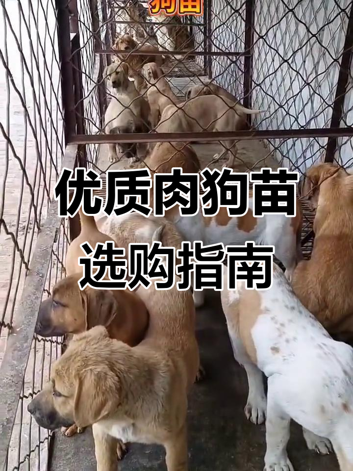 选择正规肉狗养殖场,掌握关键技术