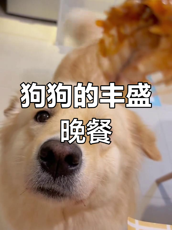 金毛萨摩晚餐大作战,鸡肉鱼肉统统来!