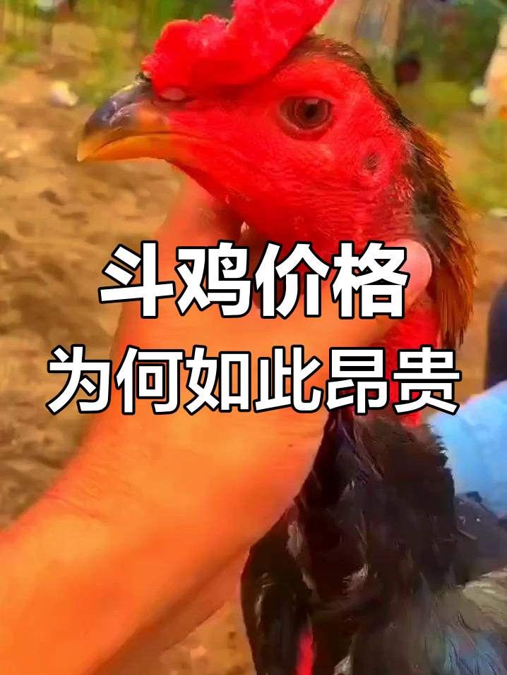 斗鸡文化:从亚洲到全球,一只优良的斗鸡能卖几十万