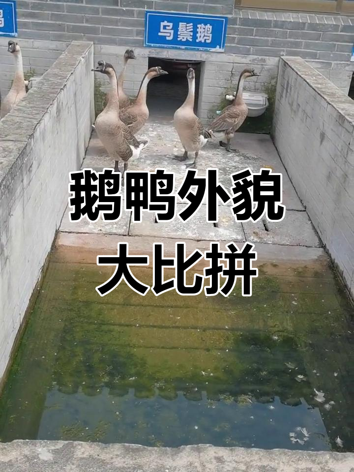 不同品种鹅鸭外貌对比,看看哪种最可爱