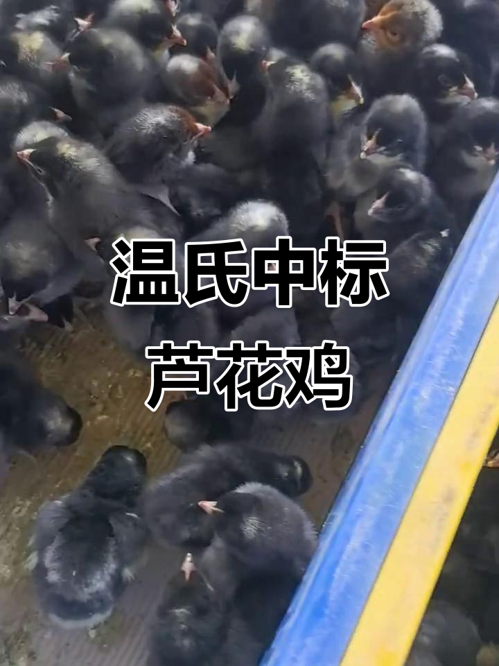 温氏成功中标芦花鸡苗,优质品种助力养殖业发展