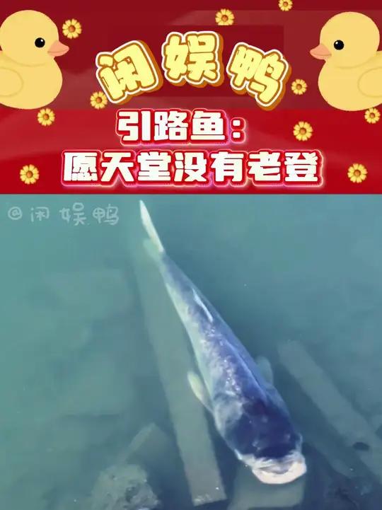 引路鱼，现在的人已经越来越难骗了，愿天堂没有老登引路鱼老登万万没想到吧搞笑钓鱼