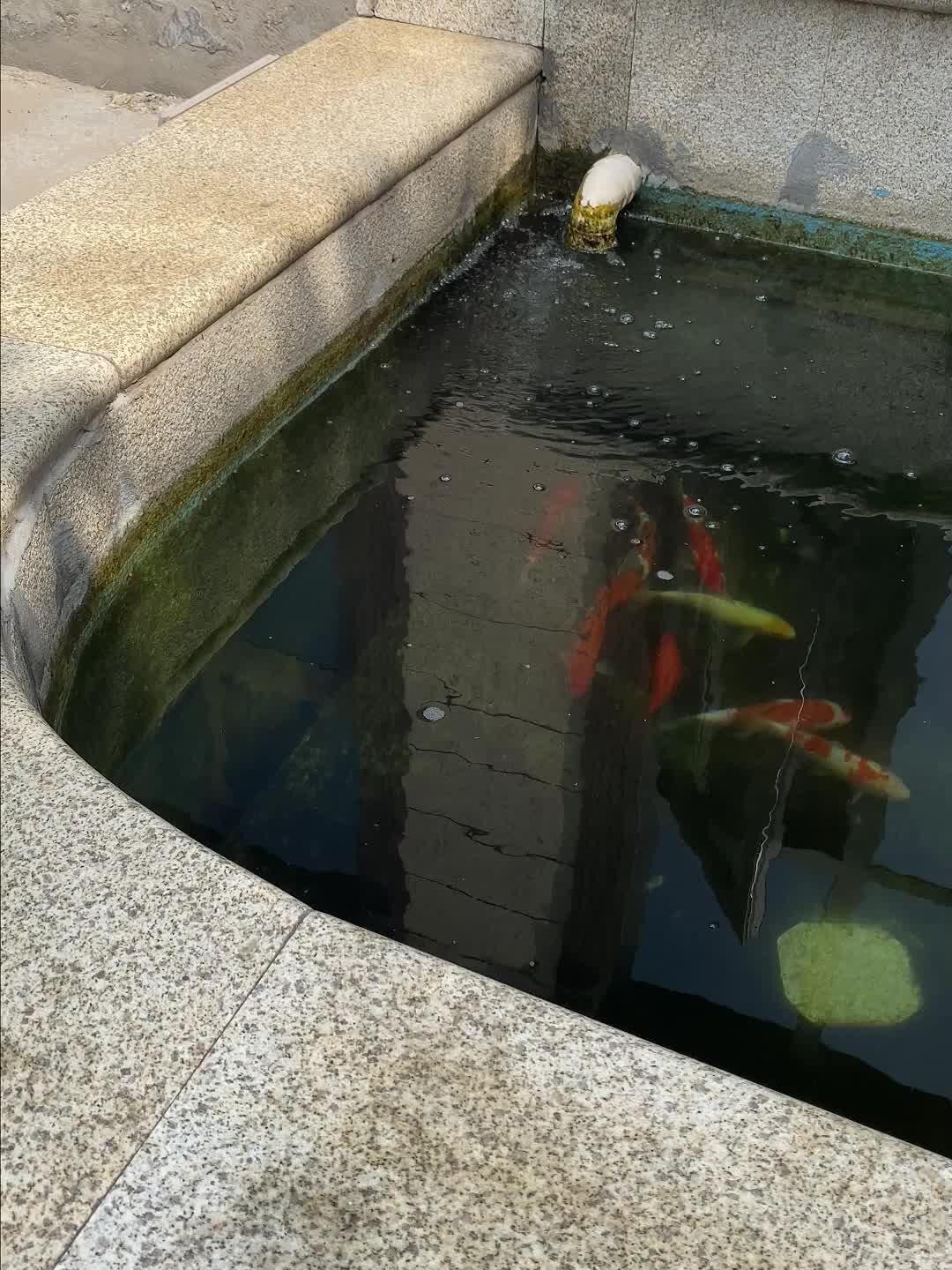 庭院鱼池过滤系统制作,鱼池简易过滤系统怎么做