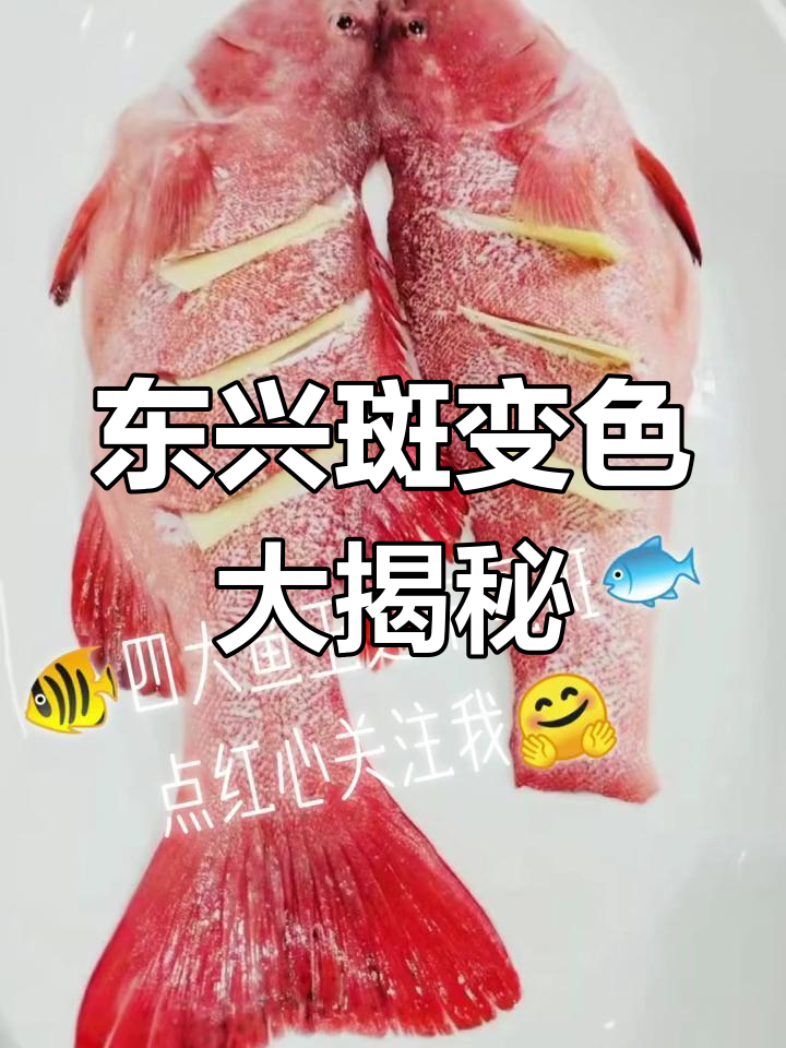 东星斑:香港四大鱼王之一,惊艳变色的美味之旅