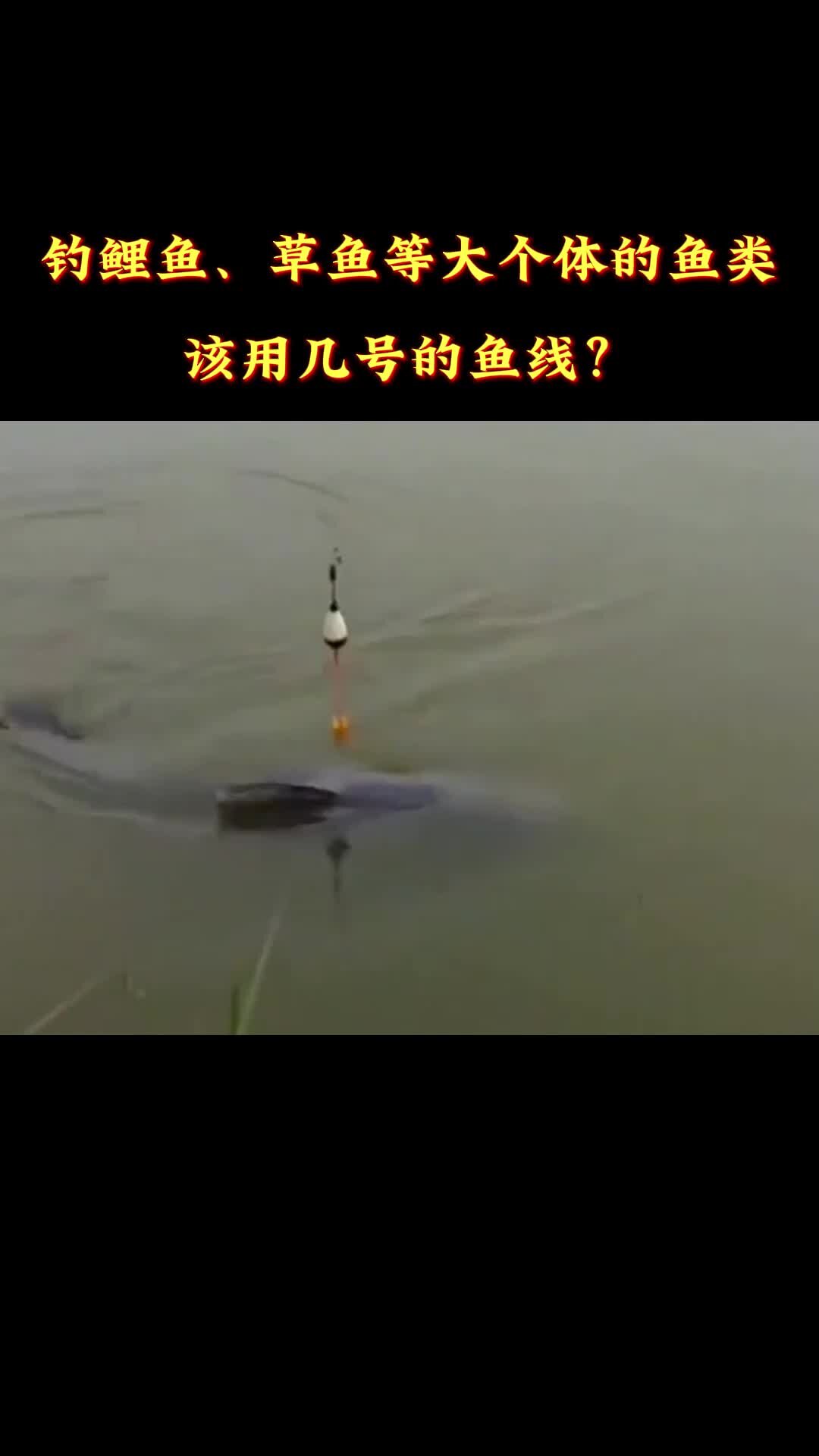 钓鲤鱼、草鱼等大个体的鱼类,该用几号的鱼线?