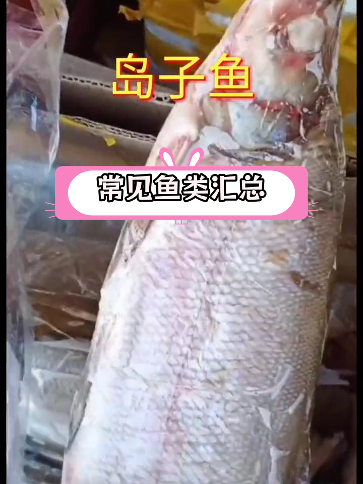 江鱼种类大集合