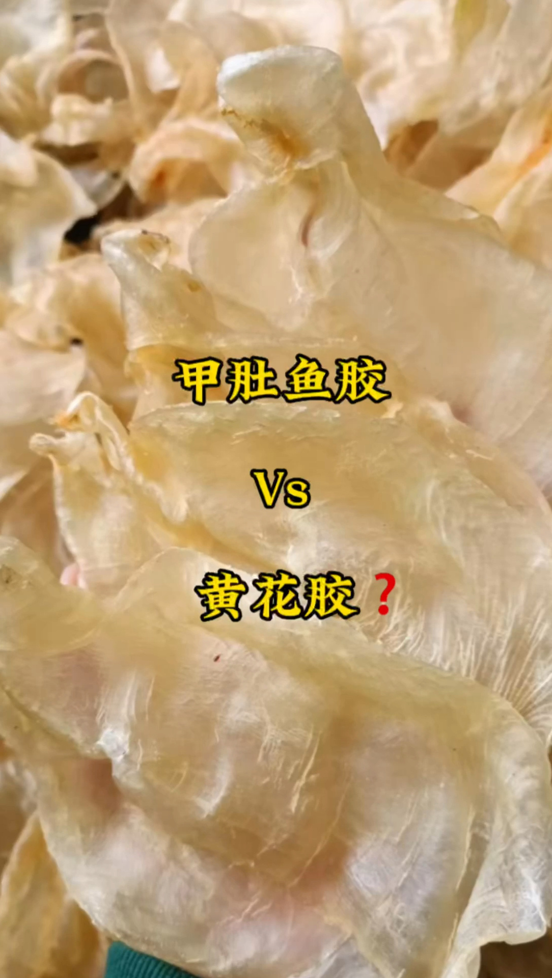 甲肚鱼胶vs黄花胶?