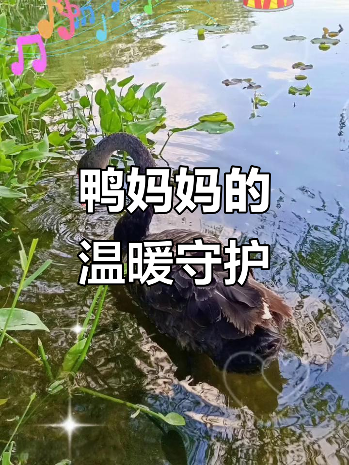 鸭妈妈带着宝宝在湖中觅食,萌态十足,母爱满满