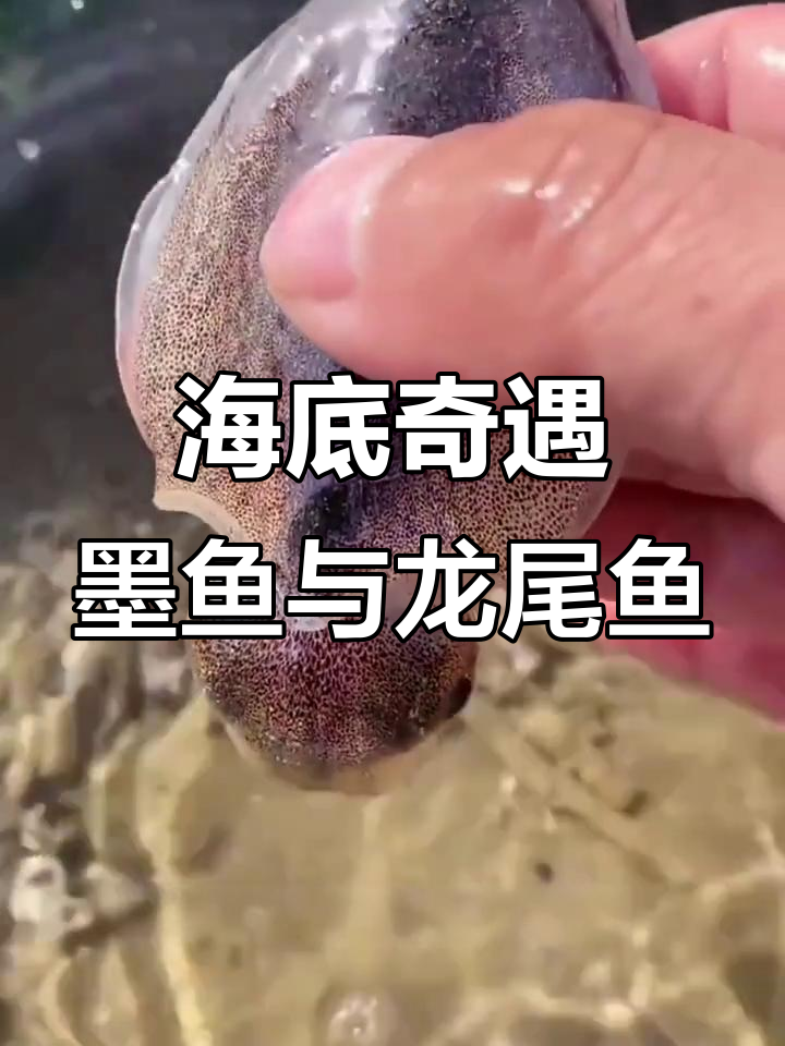 赶海发现墨鱼、龙尾鱼等隐藏高手,奇特的海洋生物大揭秘
