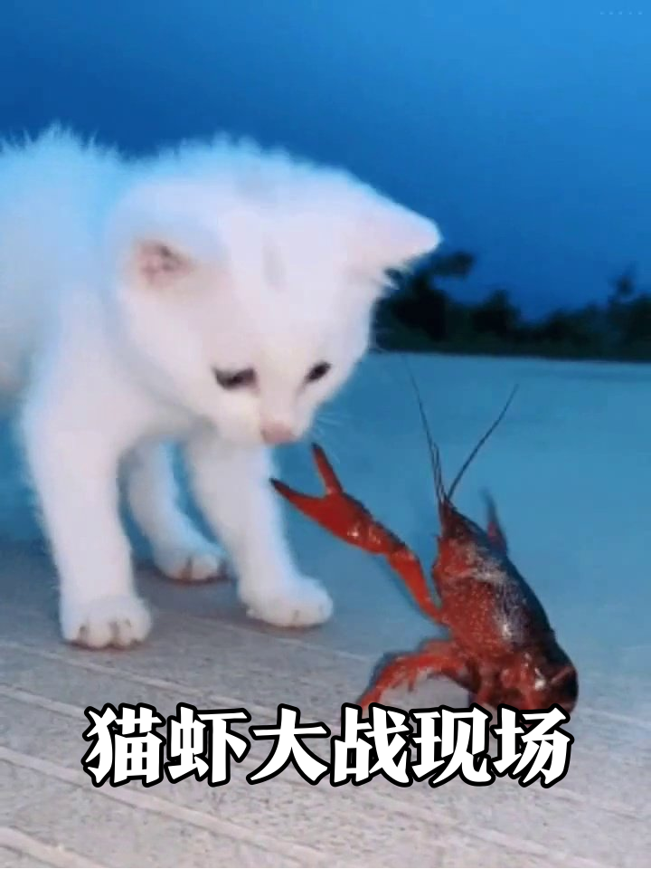 白猫大战小龙虾！拳拳到肉还是菜鸡互啄？