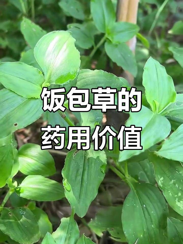 竹叶菜：一种常见却有神奇药用价值的野草，老一辈人常用来泡茶