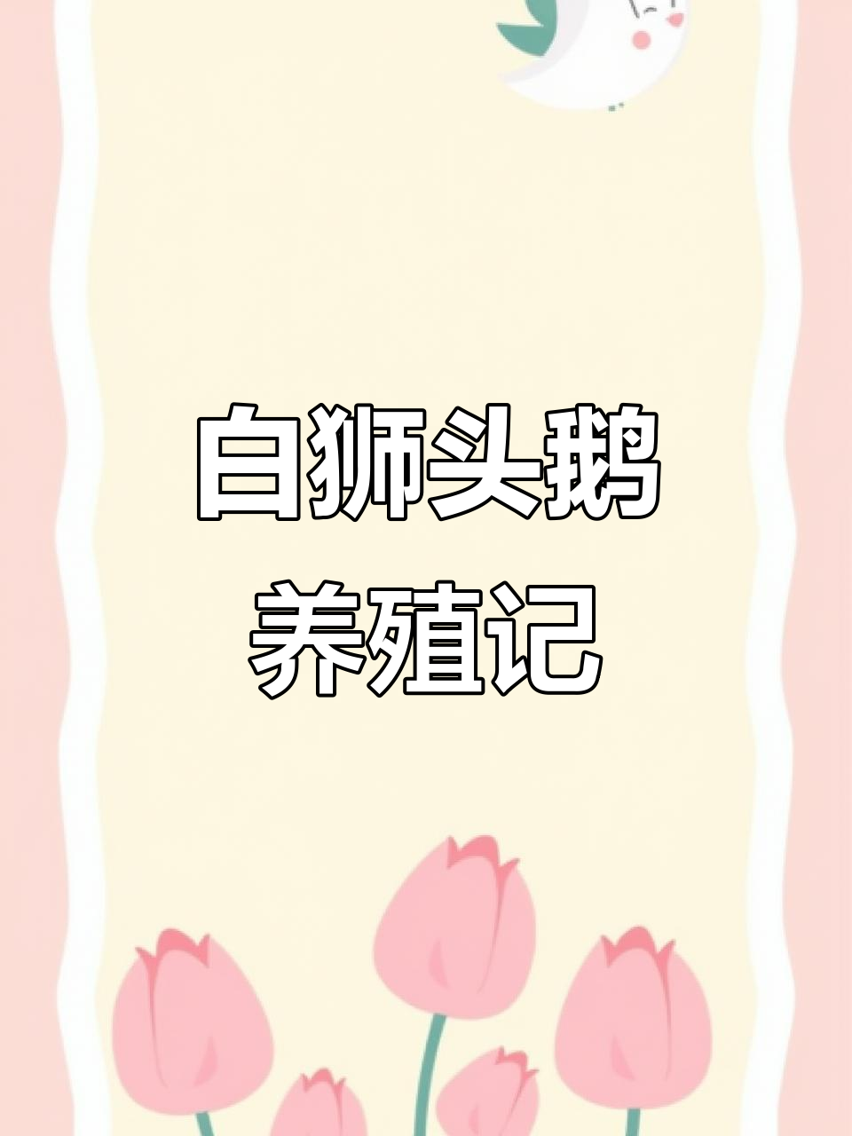 白色狮头鹅,20斤成长潜力大,养殖乐趣满满!