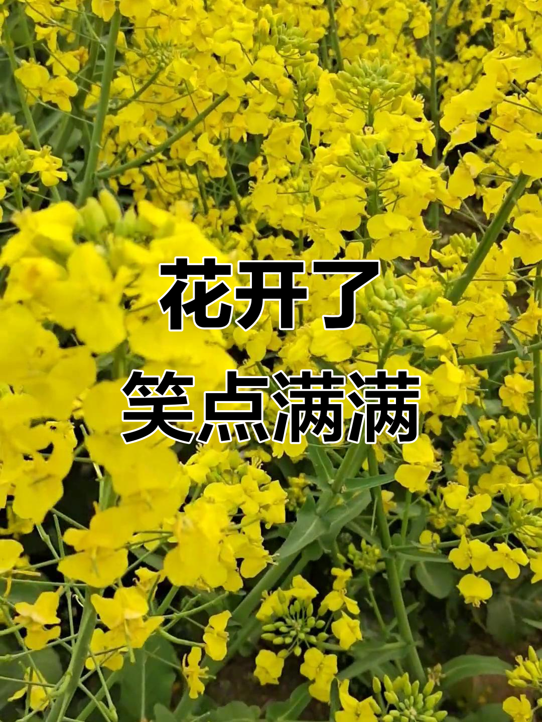油菜花开,配音太搞笑!朋友圈必发