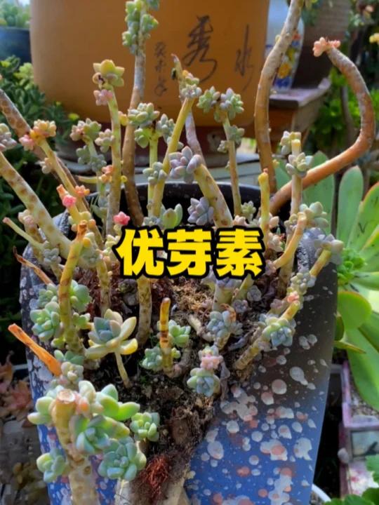 优芽素