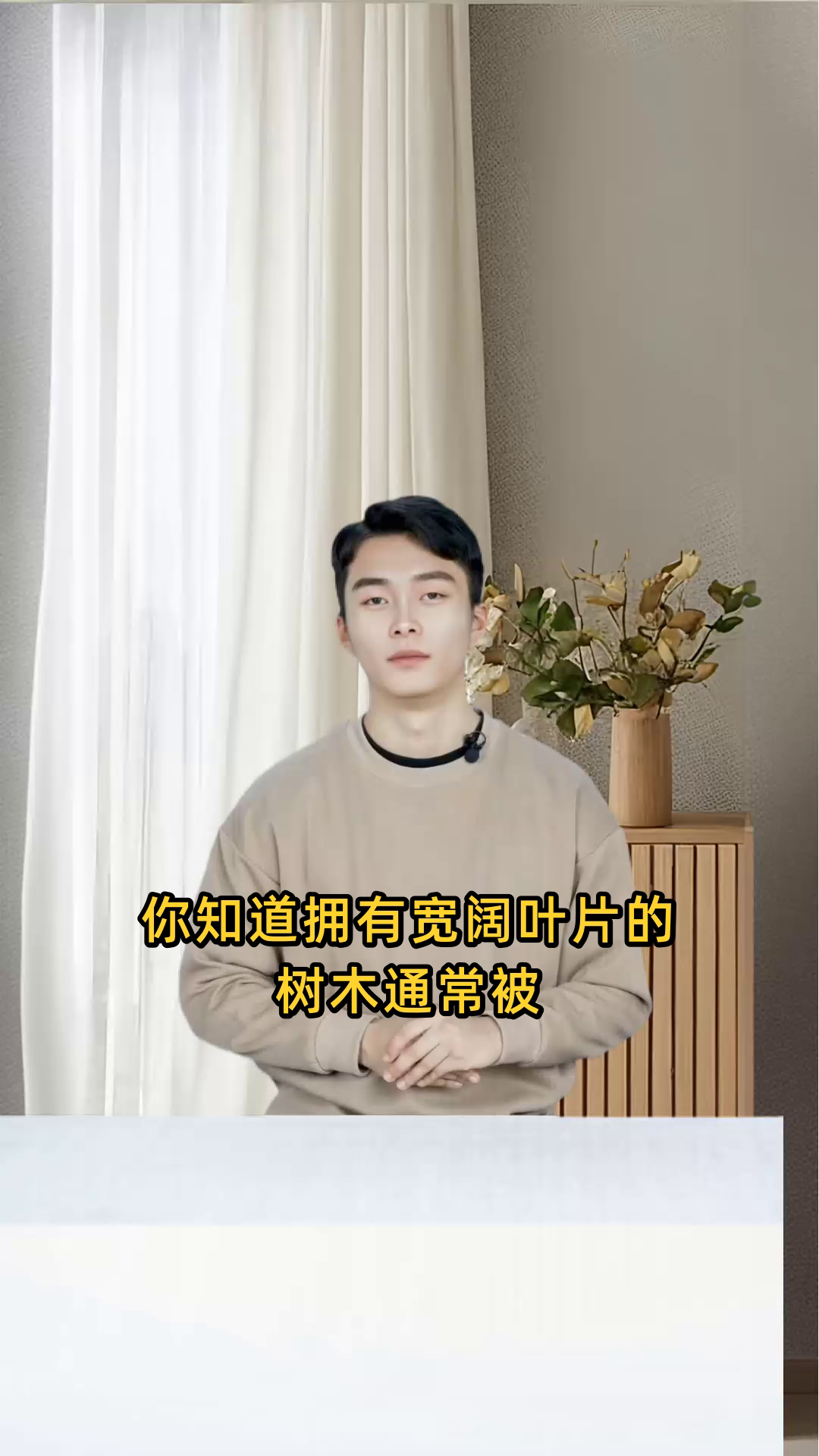 拥有宽阔叶片的树木种类,通常被称为大叶子的树