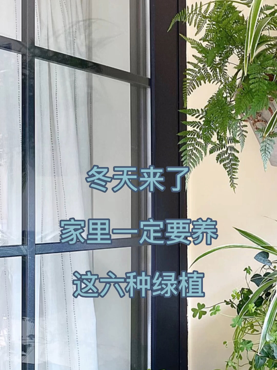 冬天来了 家里一定要养这六种绿植