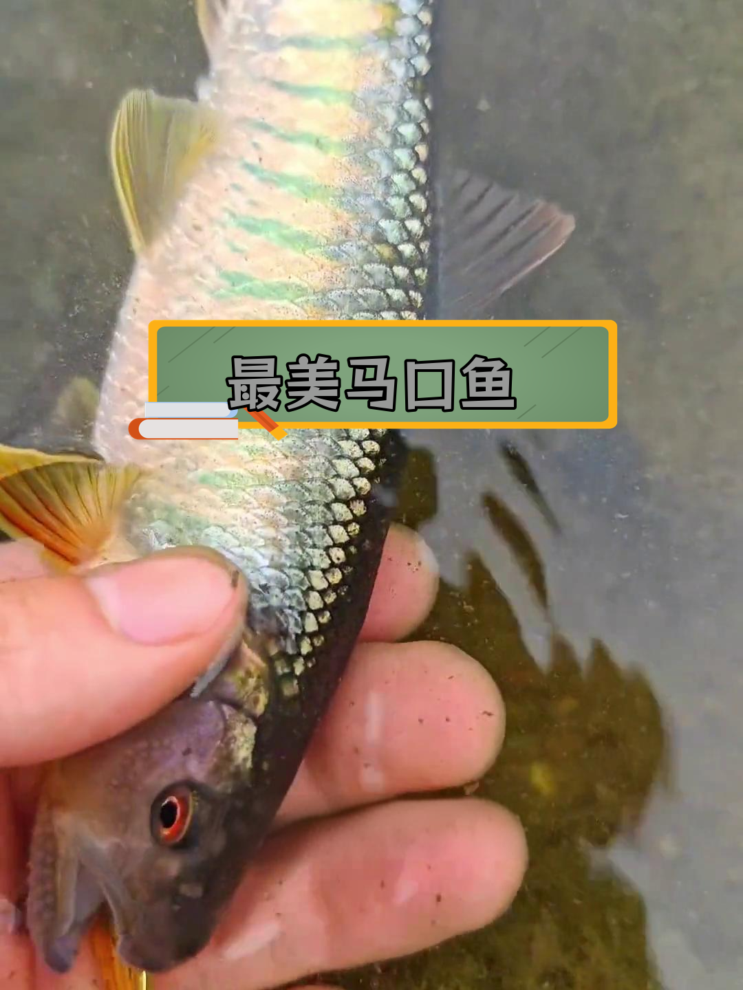 浙江马口鱼:色彩最艳丽的品种